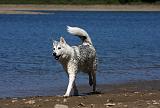 SIBERIAN HUSKY 605